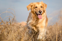 Auch Hundegelenke aus Titan erfordern hohe Präzision und Erfahrung